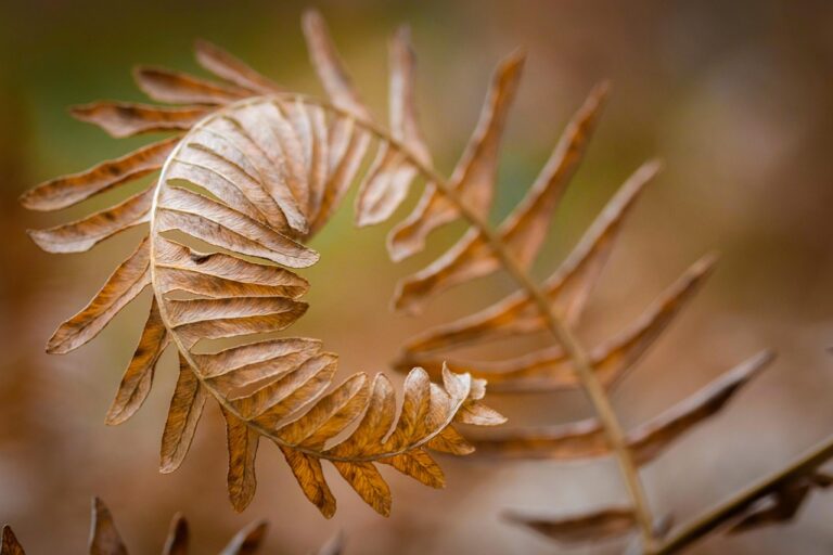 Schwangerschaftsernährung richtig gestalten für eine optimale Kindesentwicklung Schwangere Frau achtet auf ausgewogene Ernährung zur optimalen Kindesentwicklung